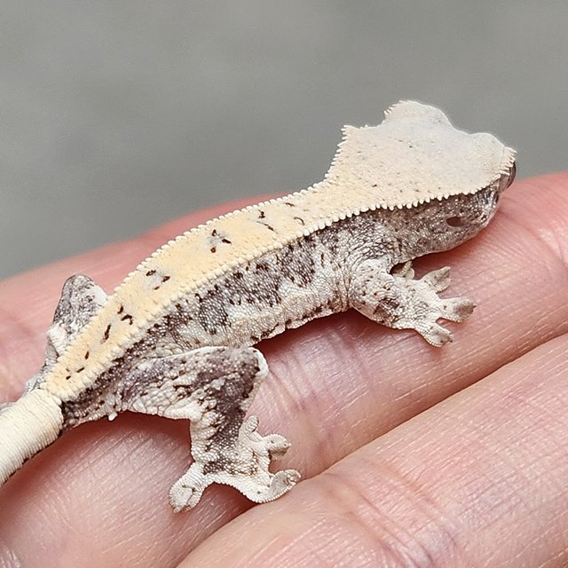 릴리화이트 드리피 화이트 화이트스팟