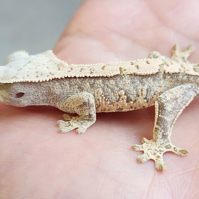 노멀 화이트포트홀 화이트스팟