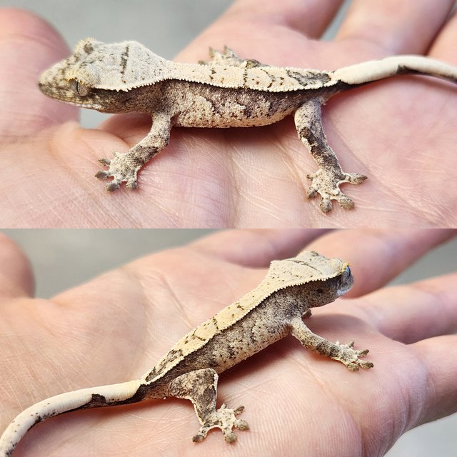 노멀 화이트스팟