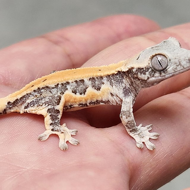 릴리화이트 화이트스팟 화이트