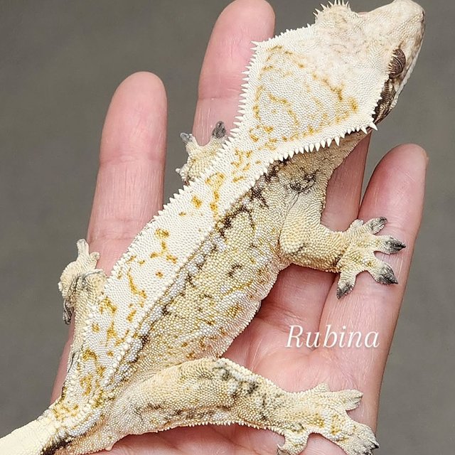 노멀 드리피 트라이