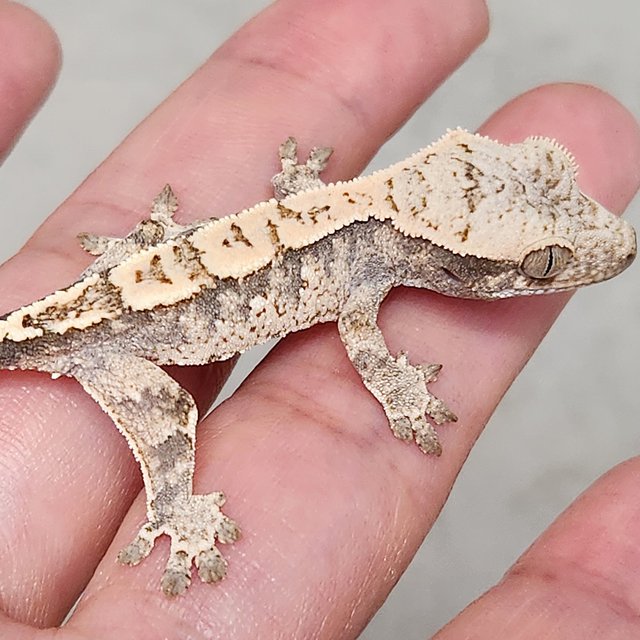 화이트스팟 화이트 노멀