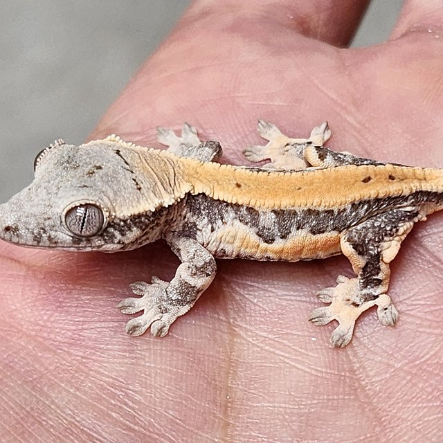 릴리화이트 화이트스팟 화이트