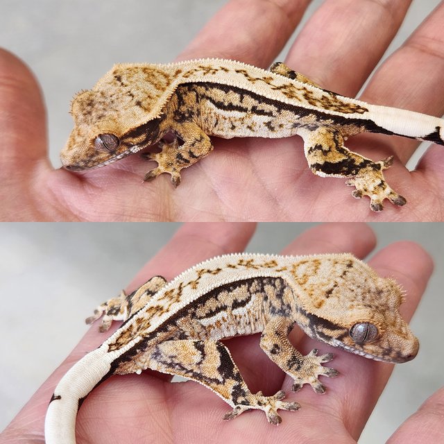 노멀 핀스트라이프 쿼드