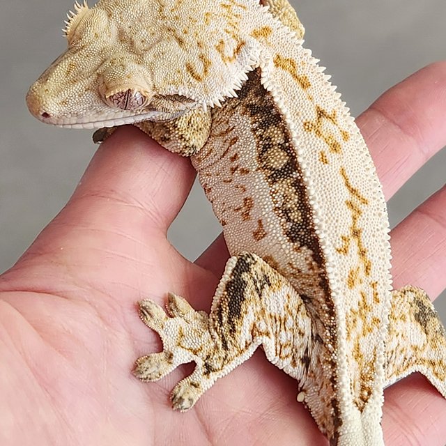 노멀 쿼드 풀핀 화이트스팟