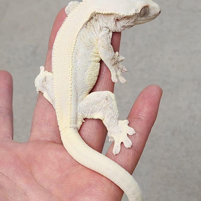 릴리화이트 화이트스팟 화이트 솔리드백