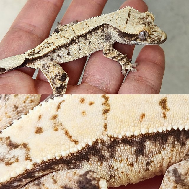 노멀 드리피 화이트스팟