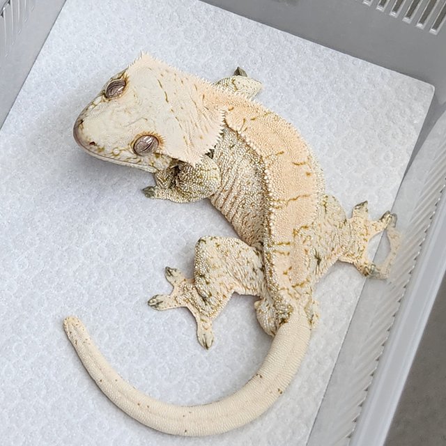 트라이 드리피 화이트스팟 화이트