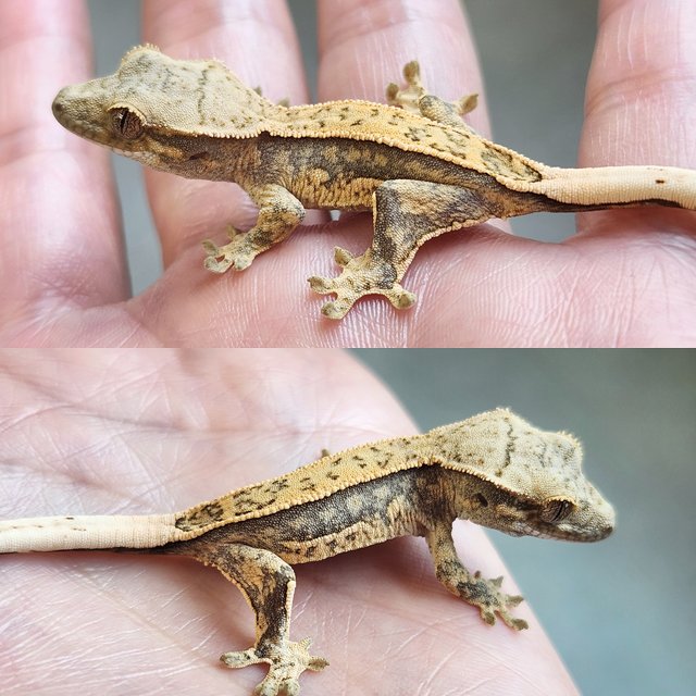 노멀 풀핀 쿼드