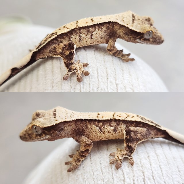 노멀 화이트스팟