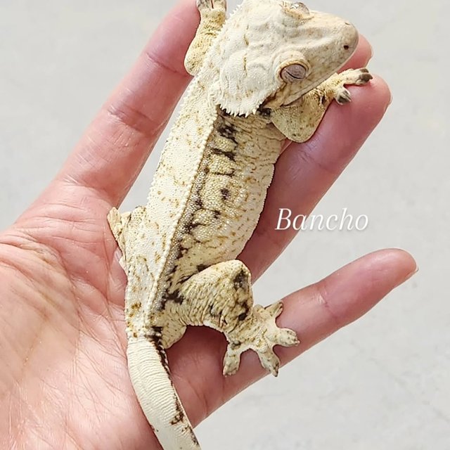 노멀 드리피 핀스트라이프 화이트스팟