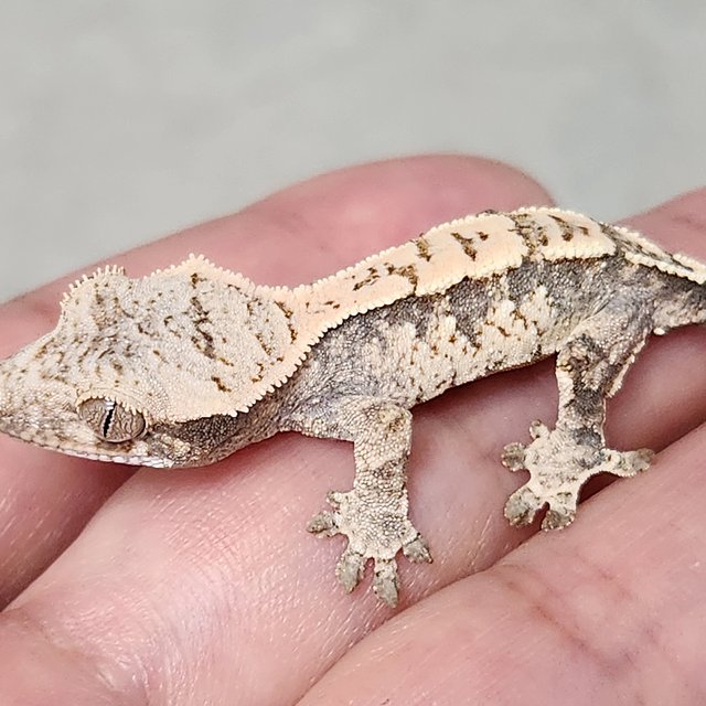 화이트스팟 화이트 노멀