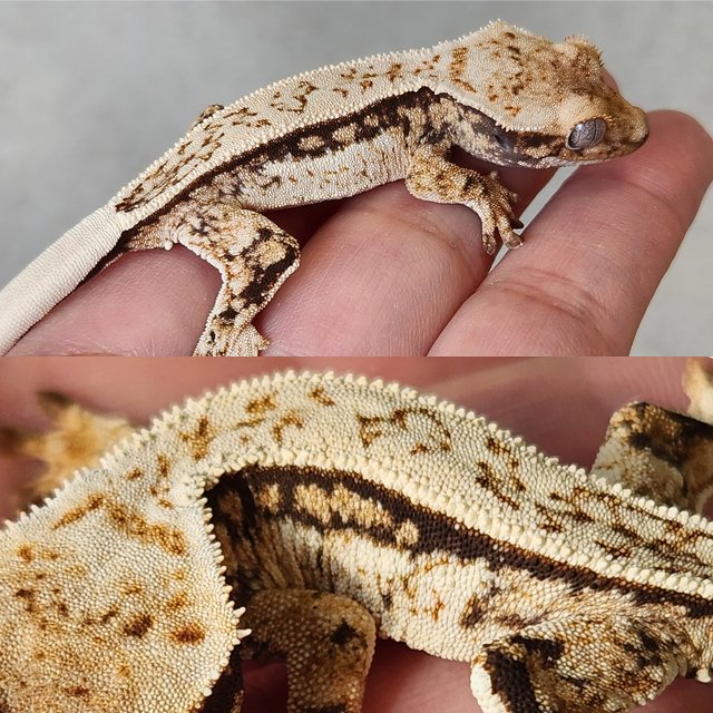 노멀 풀핀 쿼드 드리피 화이트스팟