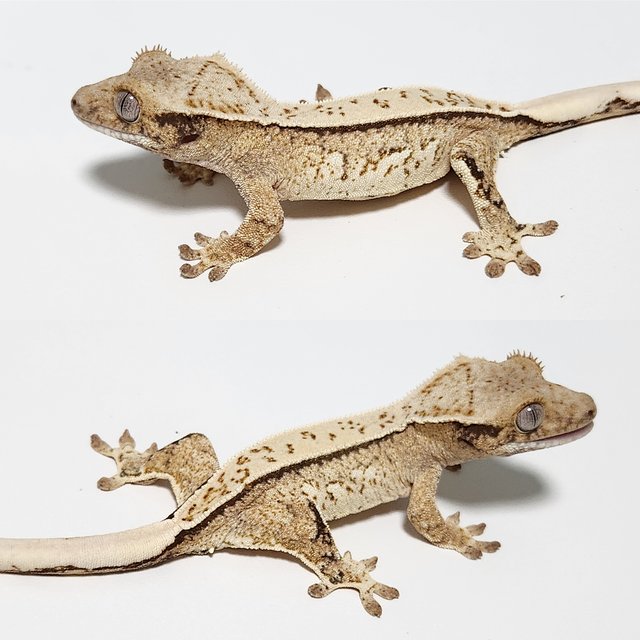 노멀 핀스트라이프 쿼드 트라이