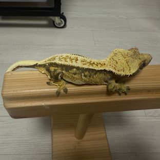 트라이
