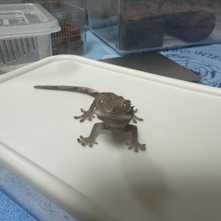양갱