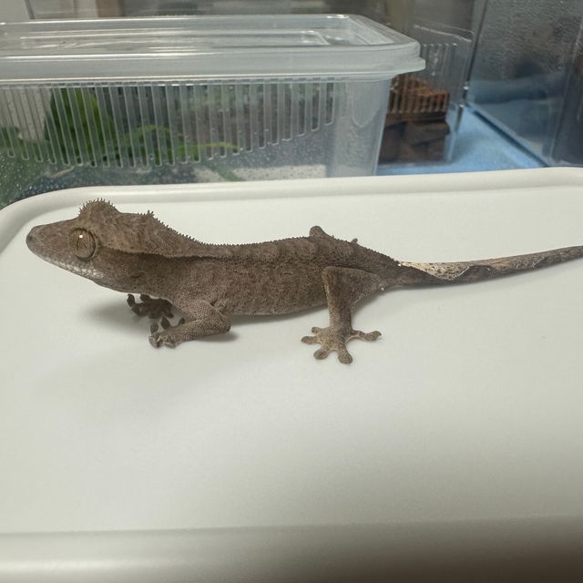 챠콜 카푸치노