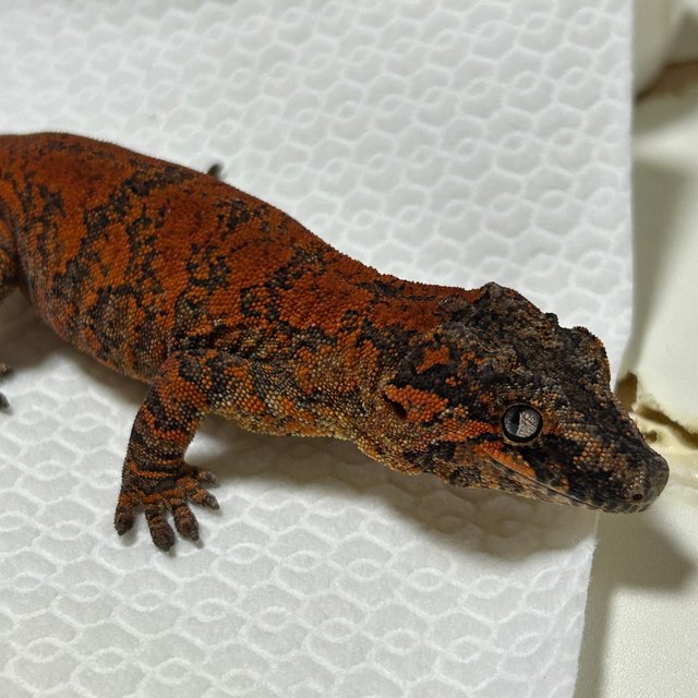 블로치드 오렌지