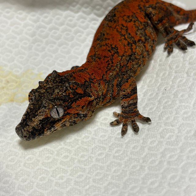 블로치드 오렌지