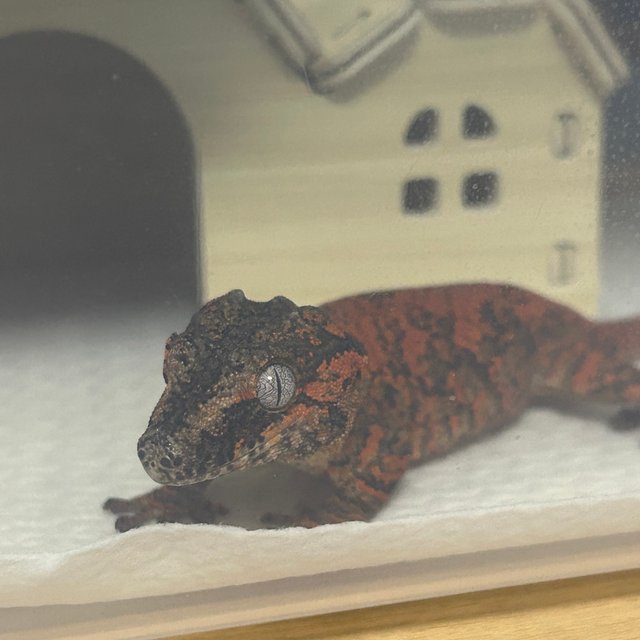 블로치드 오렌지