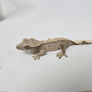 릴리100%헷아잔틱 100%헷아잔틱