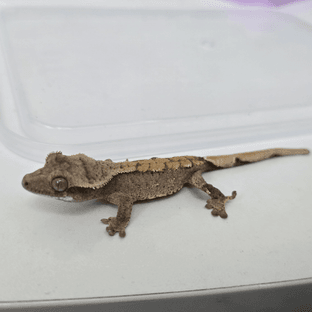 릴리100%헷아잔틱 100%헷아잔틱