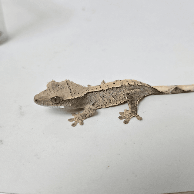 릴리100%헷아잔틱 100%헷아잔틱