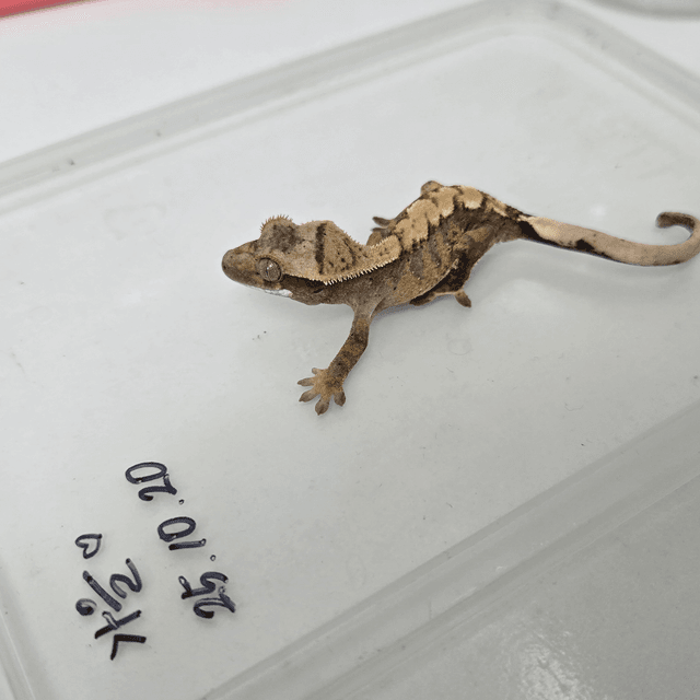 릴리100%헷아잔틱 100%헷아잔틱