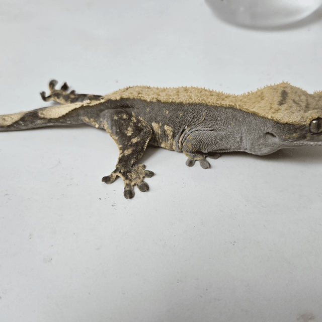 릴리100%헷아잔틱 100%헷아잔틱