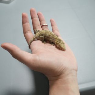 모로 노멀