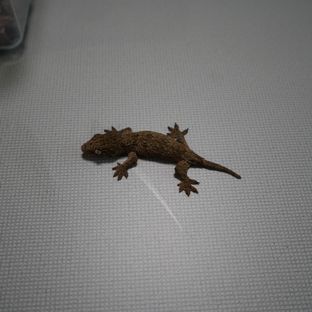 야테 헷 멜라니스틱