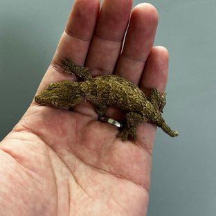 야테 헷 멜라니스틱