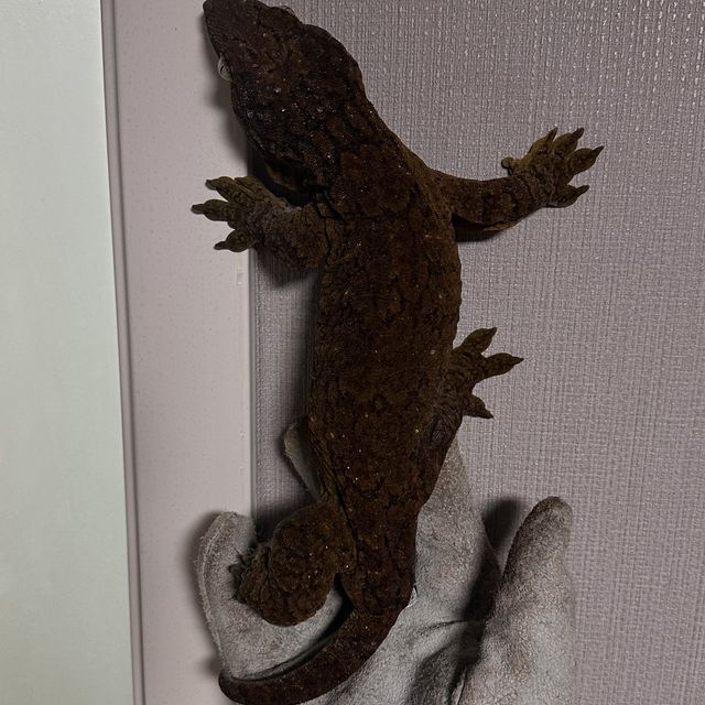 야테 헷 멜라니스틱