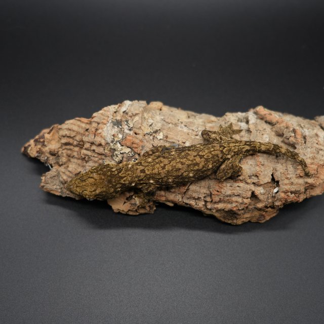 야테 헷 멜라니스틱