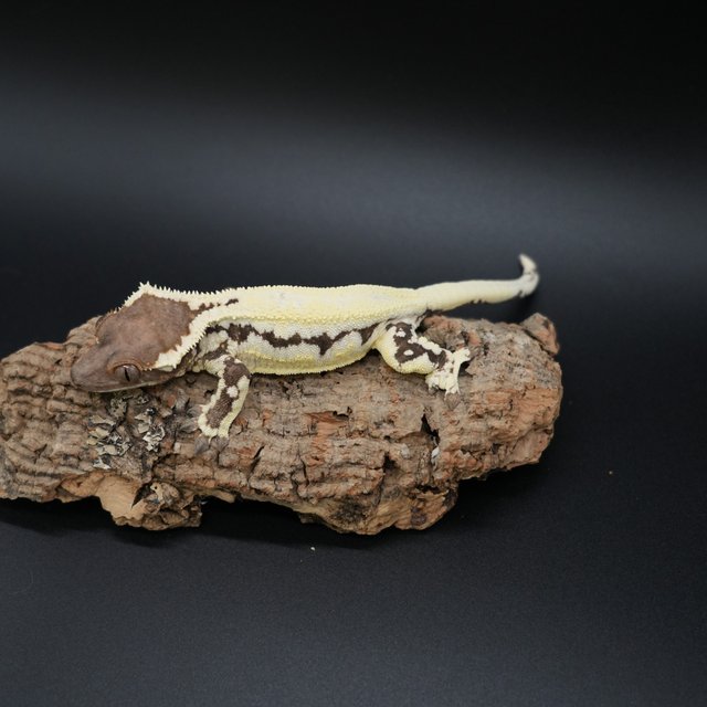 릴리 세이블 세이블 릴리화이트