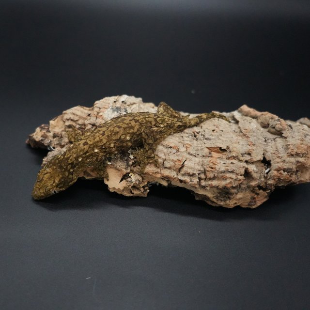 야테 헷 멜라니스틱