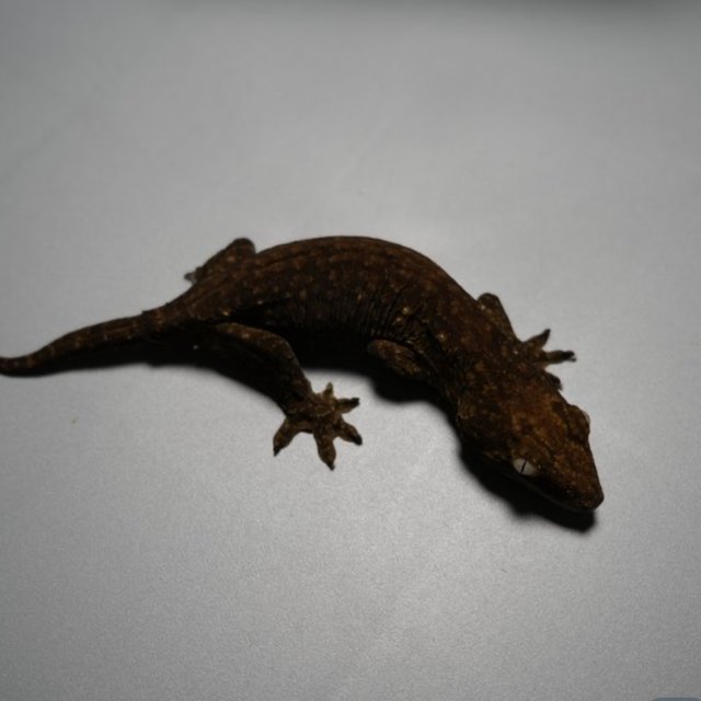 야테 헷 멜라니스틱