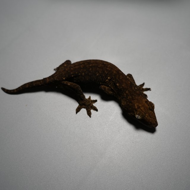 야테 헷 멜라니스틱