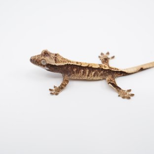 노멀 트라이 익스트림할리퀸