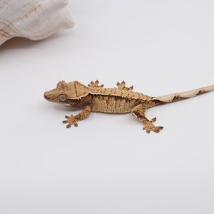 노멀 트라이 익스트림할리퀸