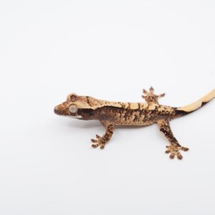 노멀 트라이 익스트림할리퀸