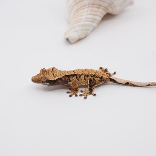 노멀 트라이 익스트림할리퀸