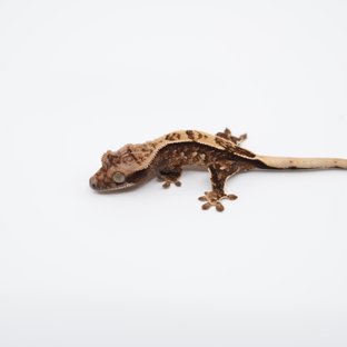 노멀 트라이 익스트림할리퀸