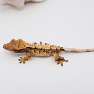 노멀 트라이 익스트림할리퀸 텐저린