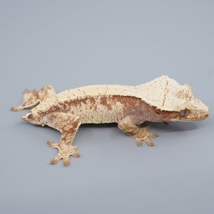 261