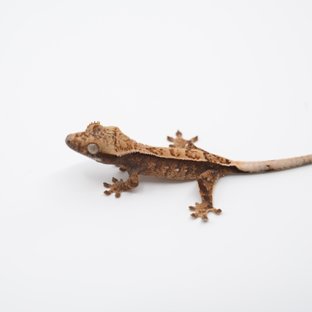 노멀 트라이 익스트림할리퀸