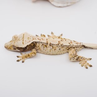 노멀 트라이 익스트림할리퀸 드리피 화이트스팟