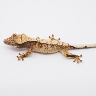 노멀 트라이 익스트림할리퀸