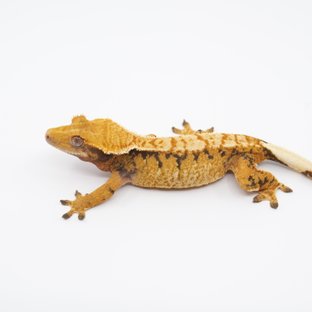 노멀 트라이 익스트림할리퀸 텐저린