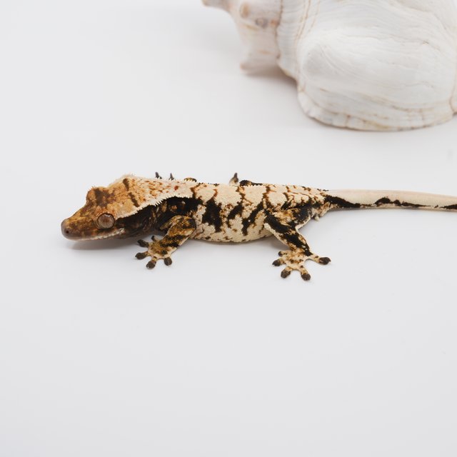 노멀 트라이 익스트림할리퀸